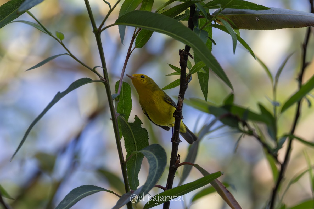 Wilson's Warbler - ML640212237