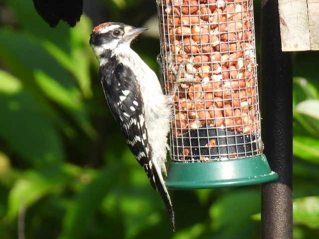 Downy Woodpecker - ML640212305