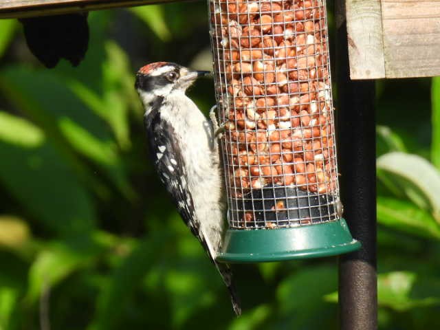 Downy Woodpecker - ML640212306