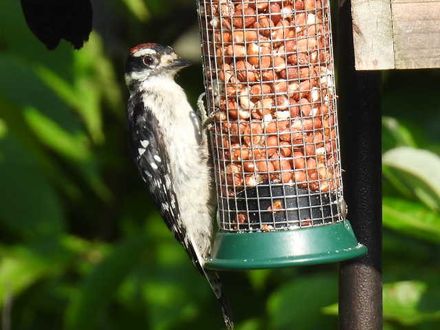 Downy Woodpecker - ML640212307