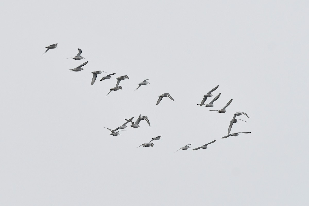 Red Phalarope - ML640212311
