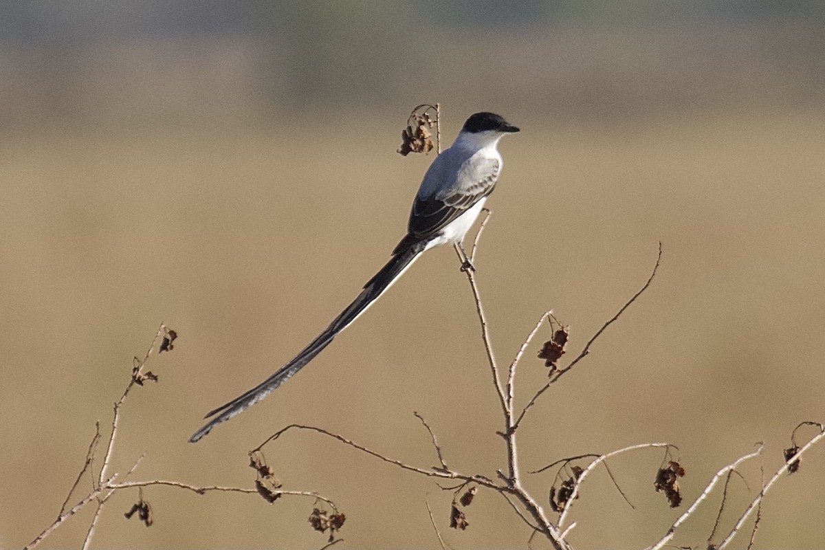 Fork-tailed Flycatcher - ML640212336