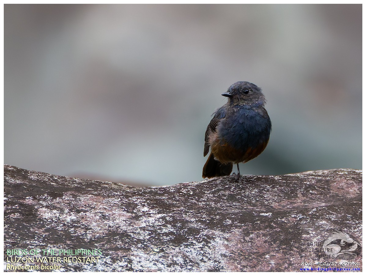 Luzon Redstart - ML640212337