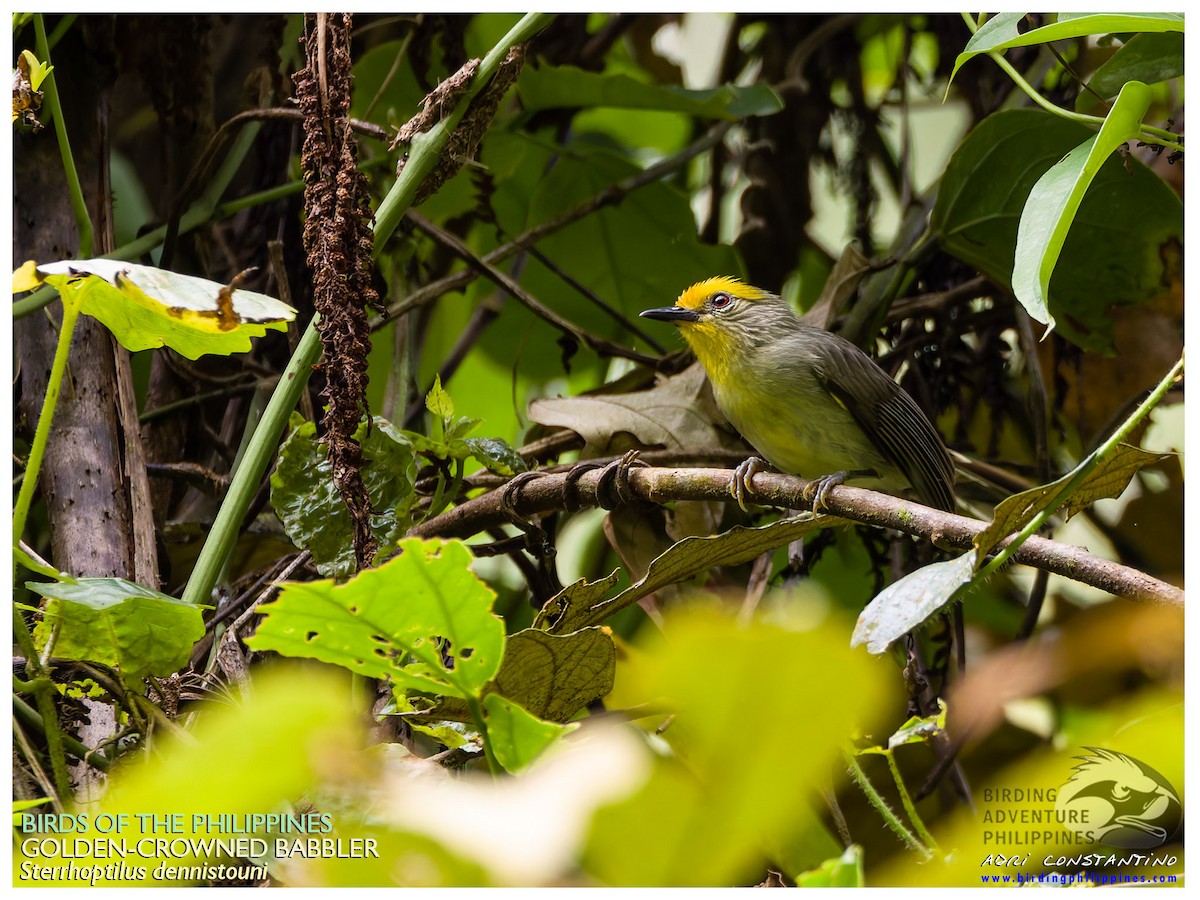 Golden-crowned Babbler - ML640212385