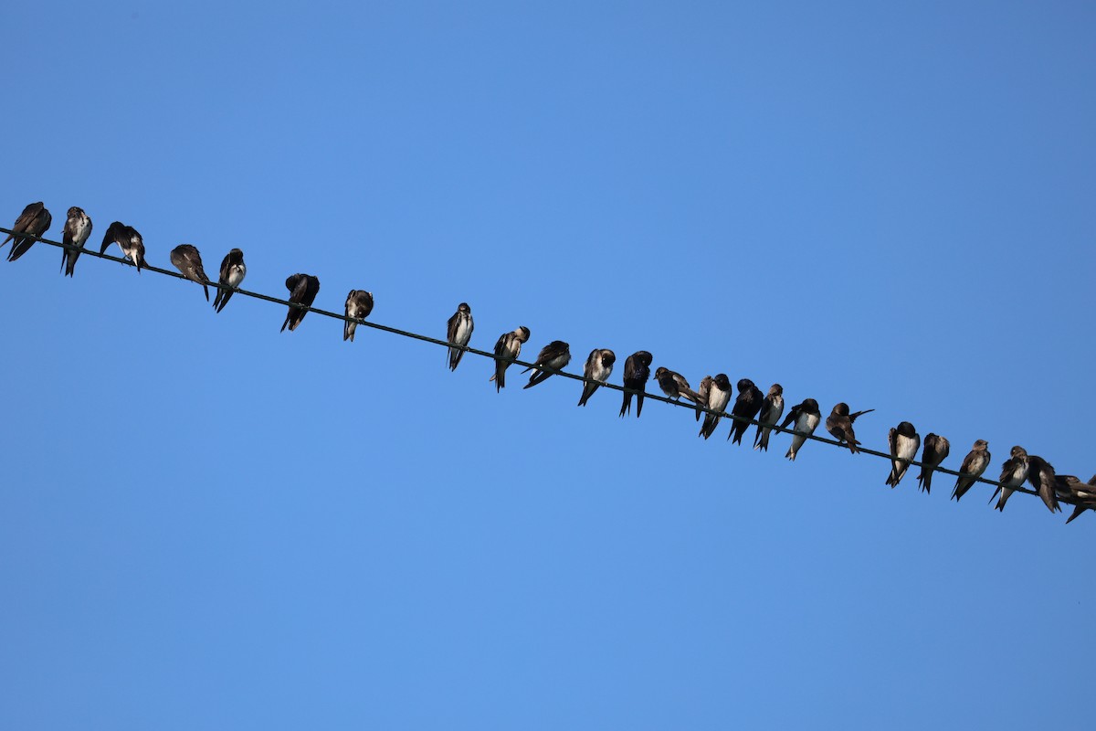 Purple Martin - ML640212391