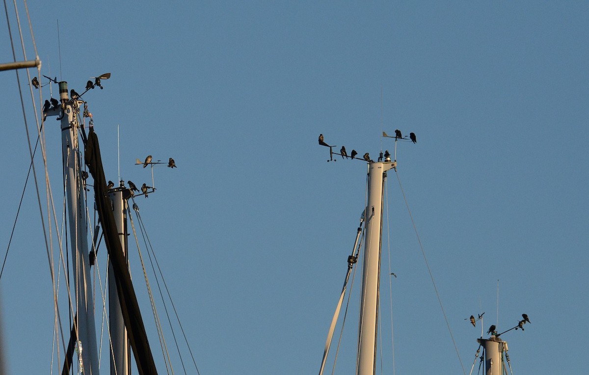 Hirondelle noire - ML640212393