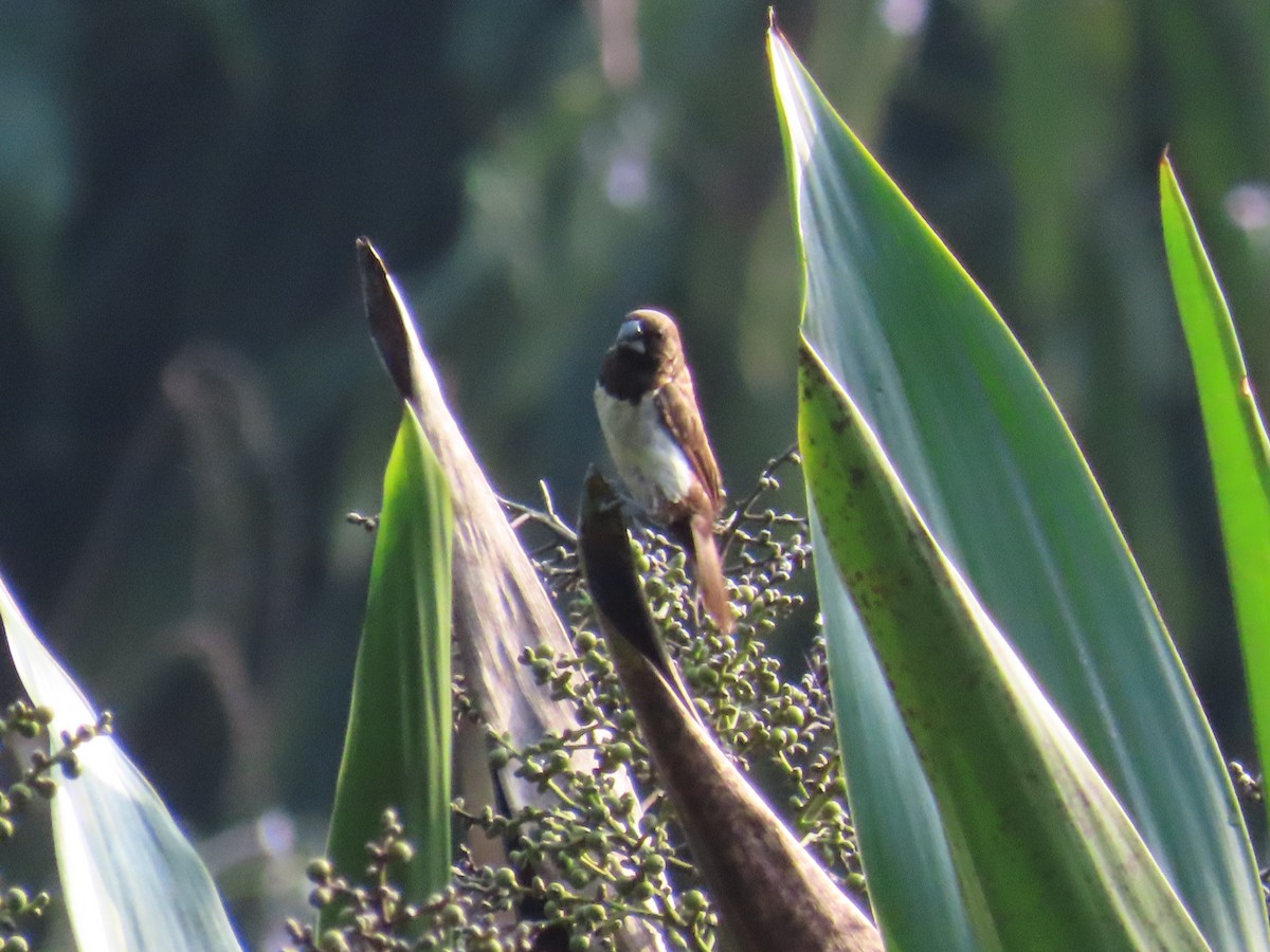 Javan Munia - ML640212438