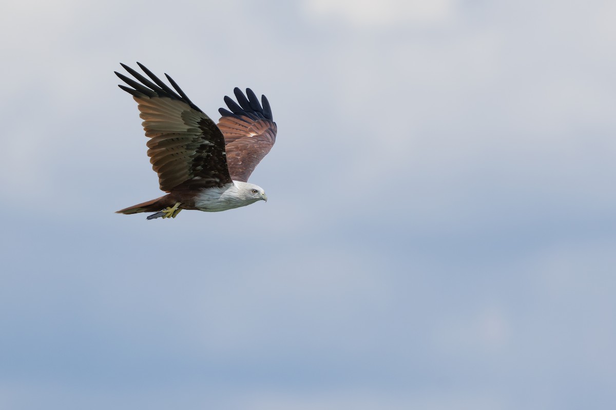 Brahminy Kite - ML640212445