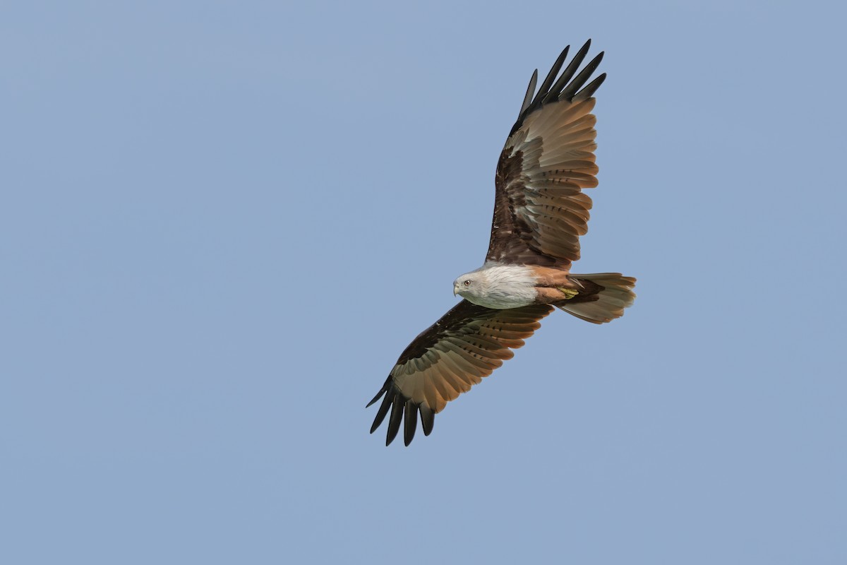 Brahminy Kite - ML640212458