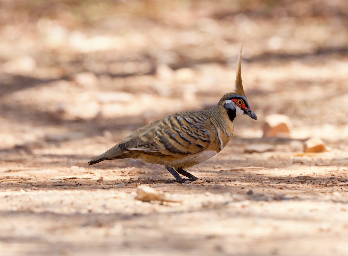 ショウキバト（plumifera／leucogaster） - ML640212474