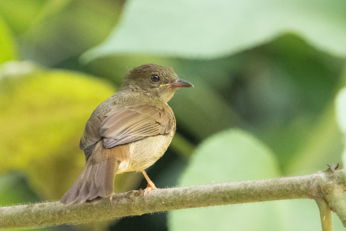 Little Greenbul - ML640212569