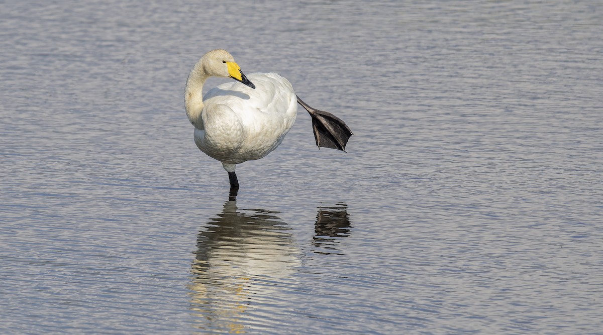 Whooper Swan - ML640212689