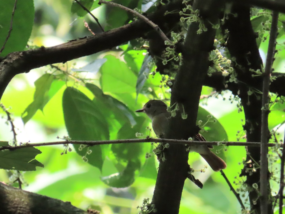 Fulvous-chested Jungle Flycatcher - ML640212730