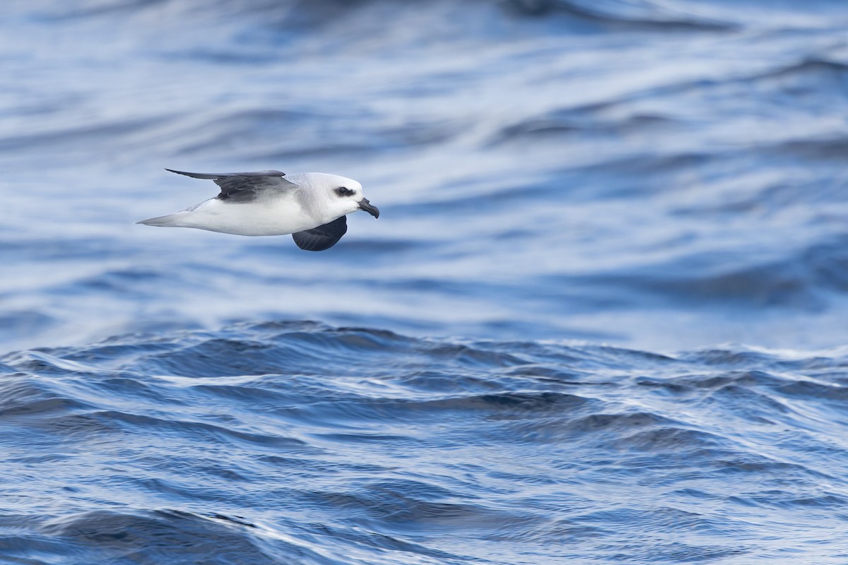 White-headed Petrel - ML640212887