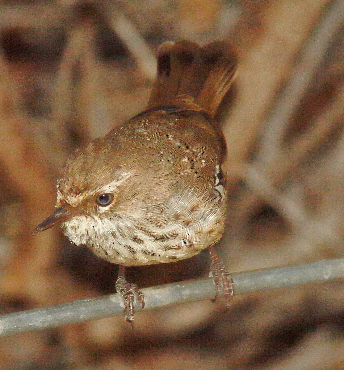 Spotted Scrubwren - ML640212917