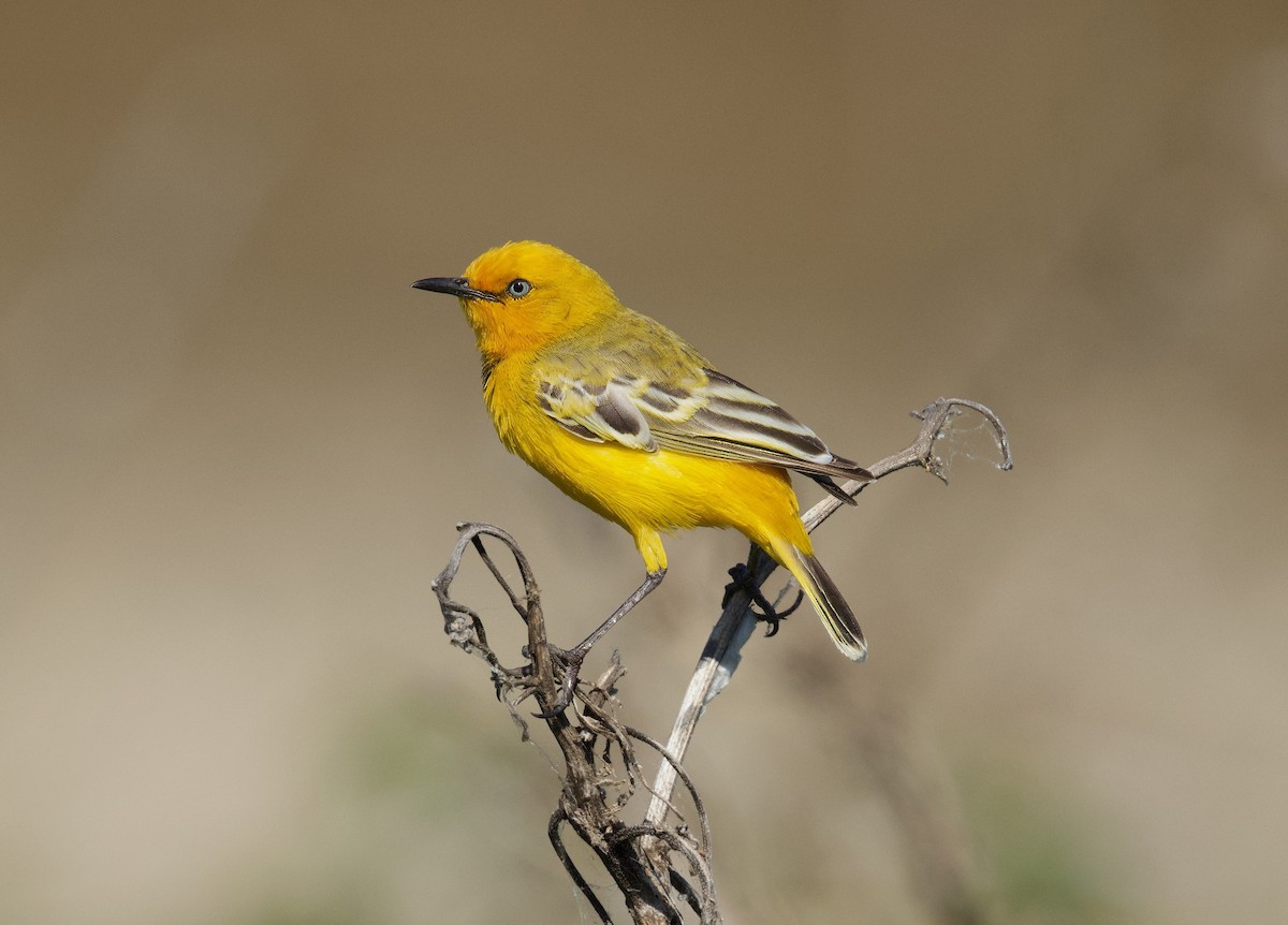 Yellow Chat - ML640212941