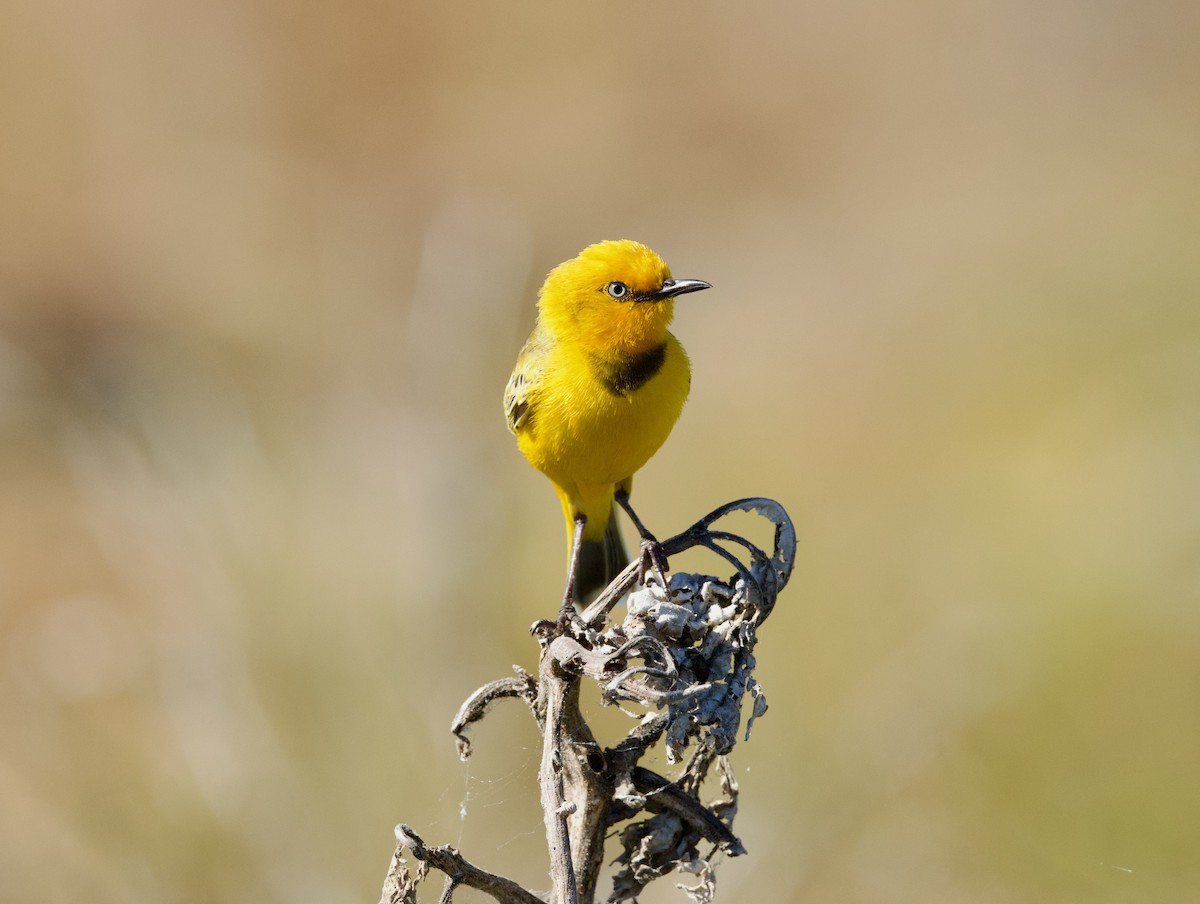 Yellow Chat - ML640212945