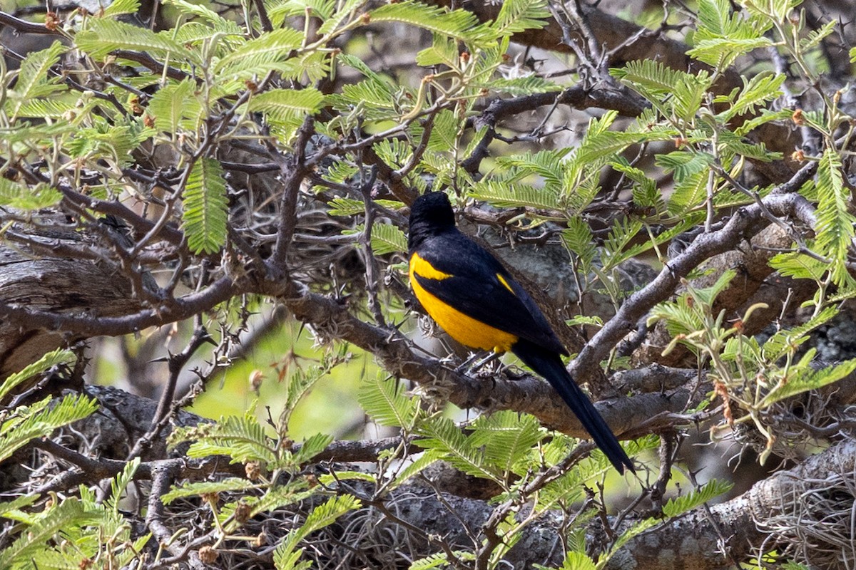 Black-vented Oriole - ML640212994