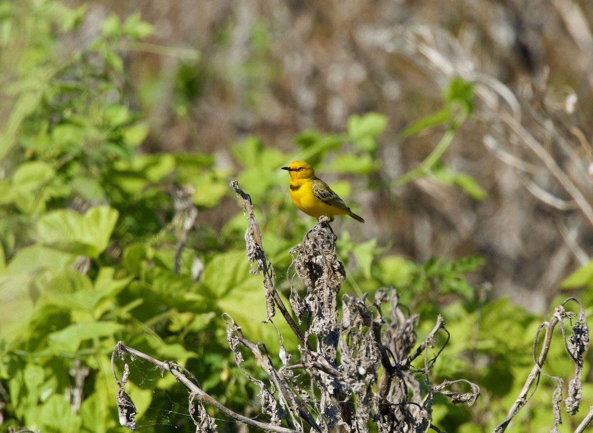 Yellow Chat - ML640213012