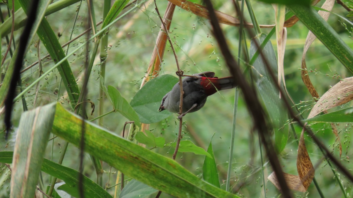 Lavender Waxbill - ML640213016