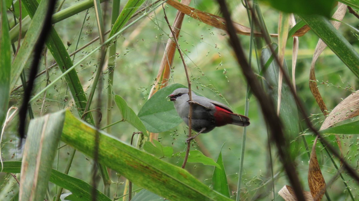 Lavender Waxbill - ML640213017