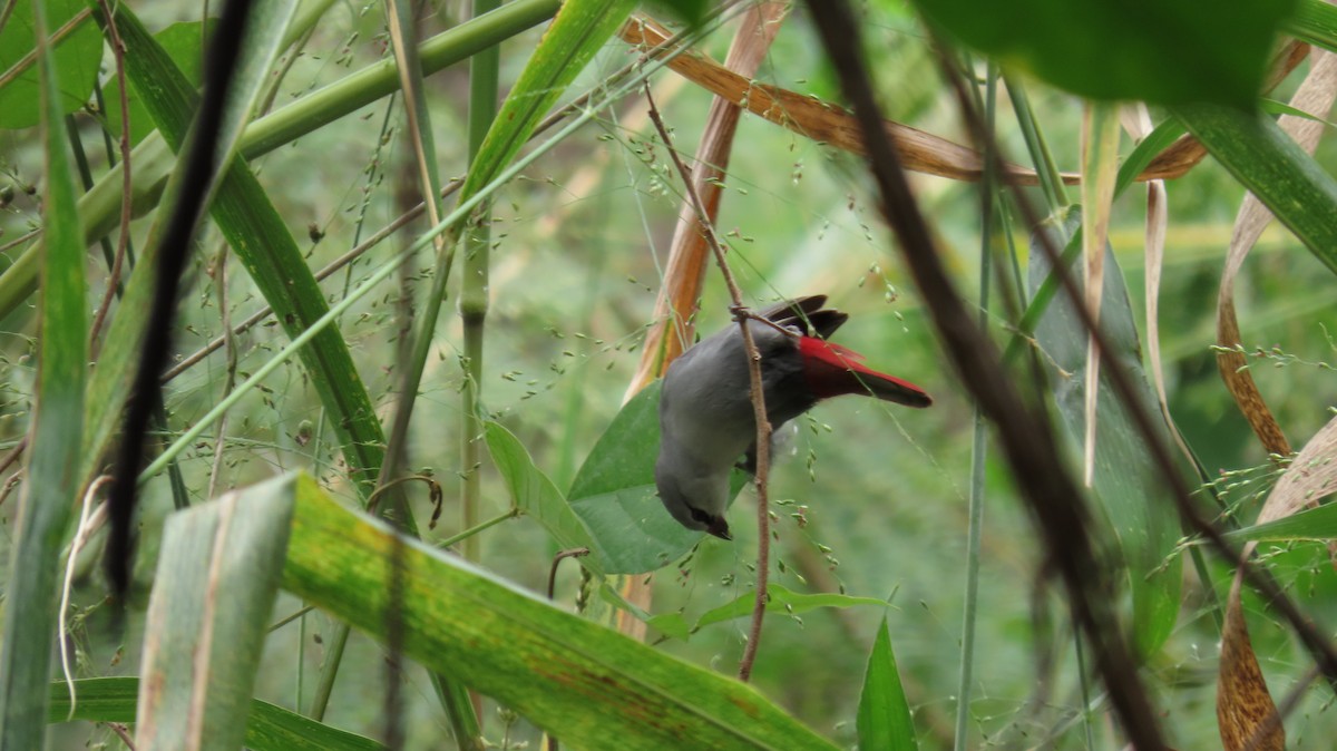 Lavender Waxbill - ML640213018