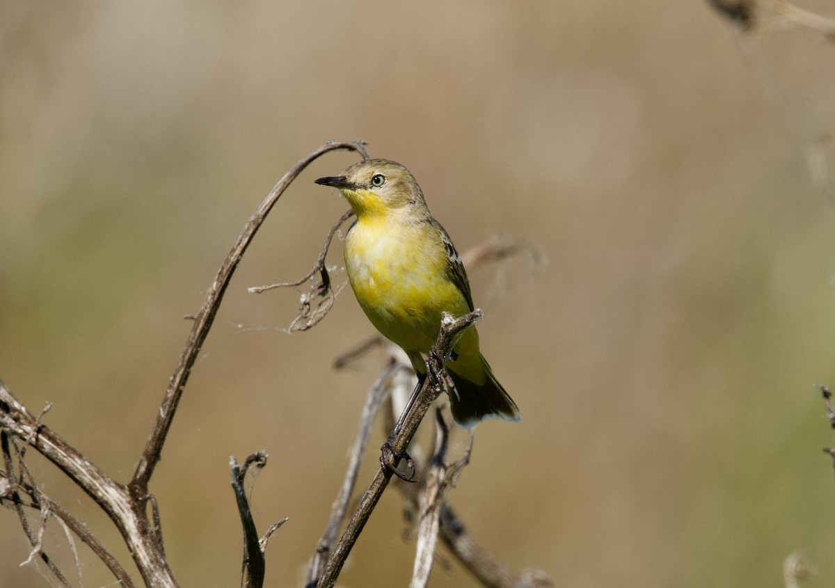 Yellow Chat - ML640213019