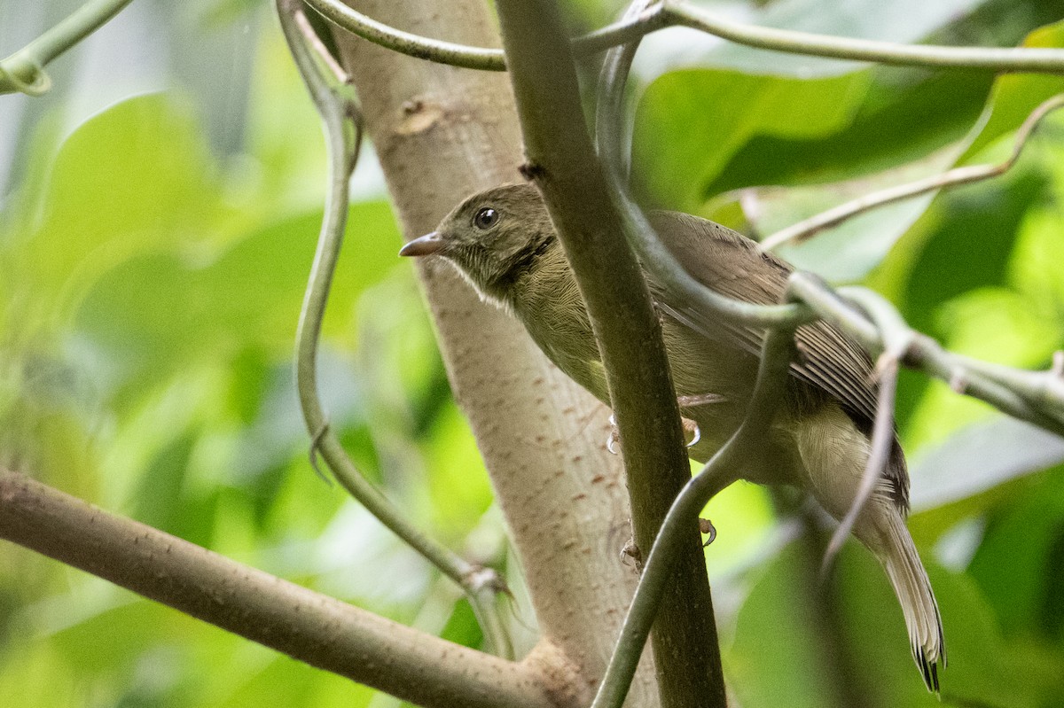 Little Greenbul - ML640213027