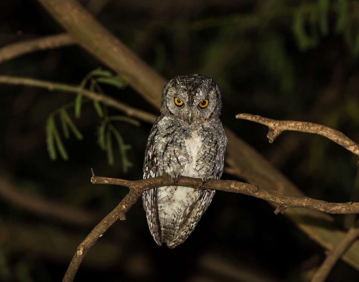 African Scops-Owl - ML640213034