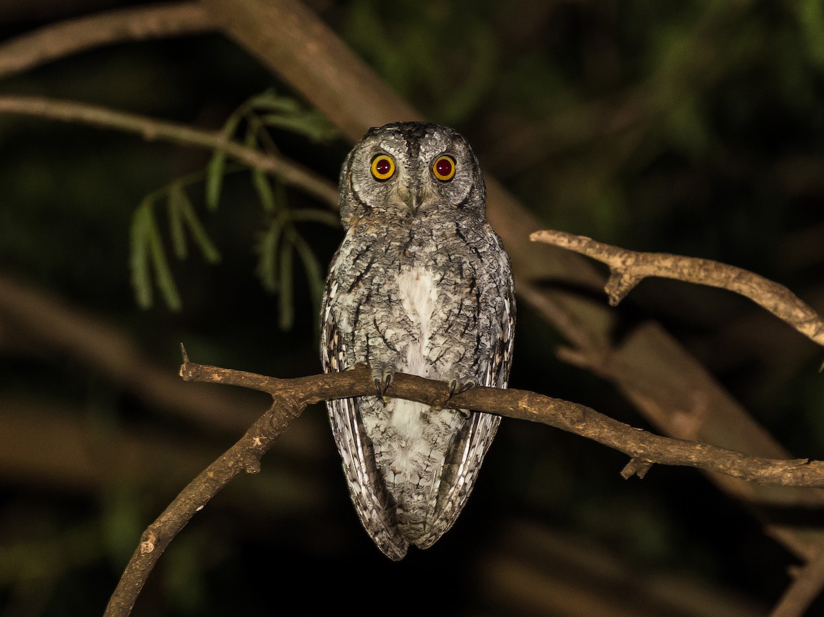African Scops-Owl - ML640213035