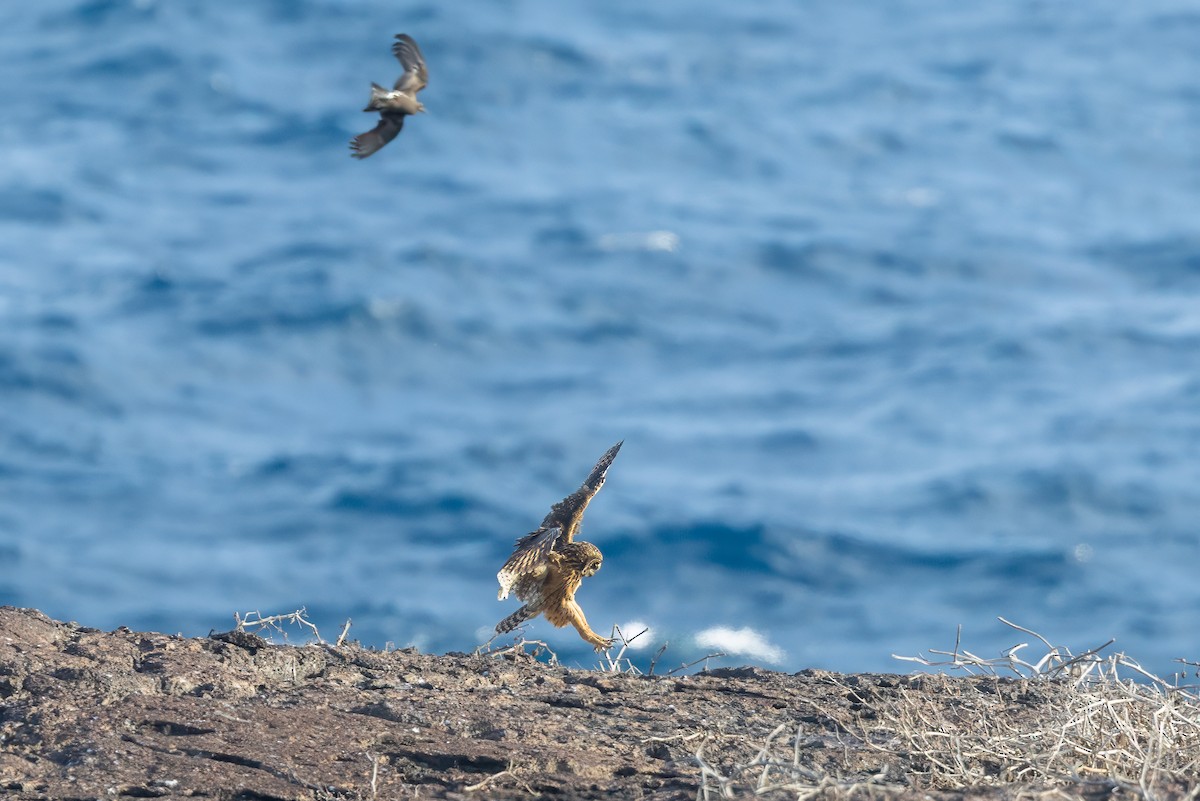Kır Baykuşu (galapagoensis) - ML640213047