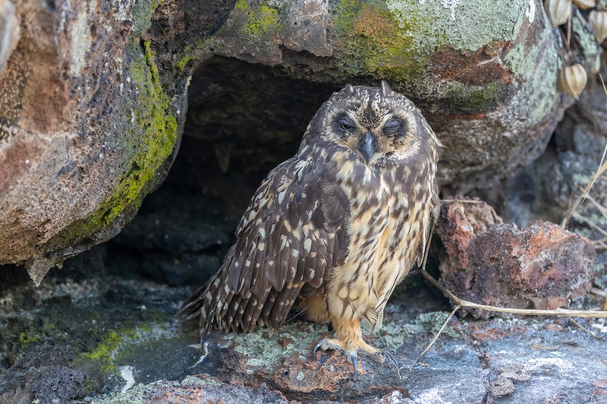Kır Baykuşu (galapagoensis) - ML640213048