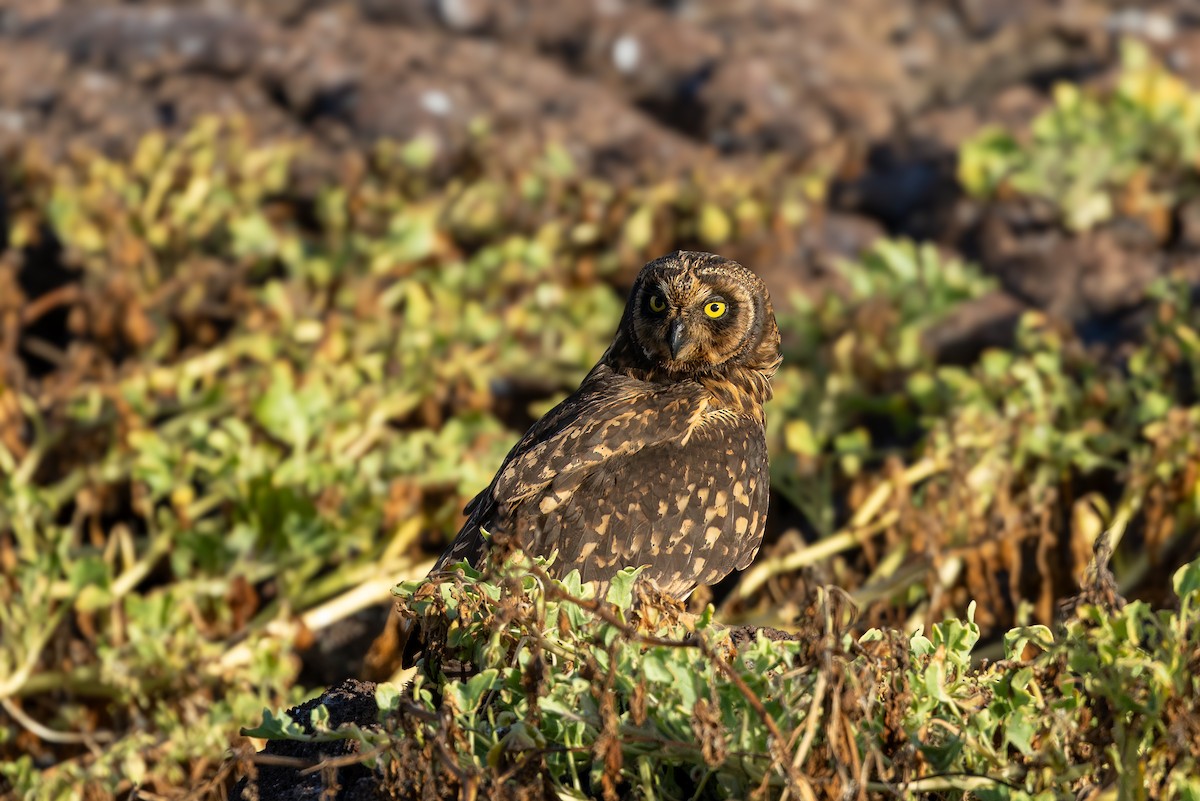Kır Baykuşu (galapagoensis) - ML640213049