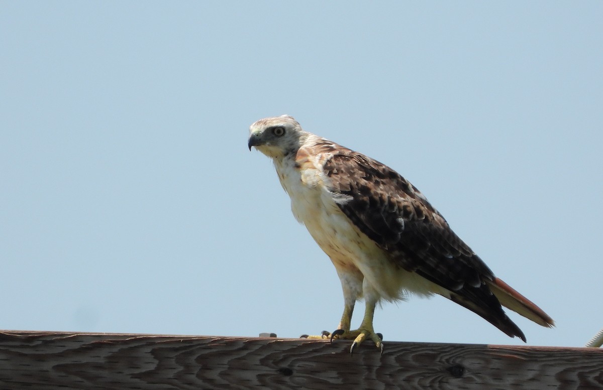 Red-tailed Hawk - ML640213073