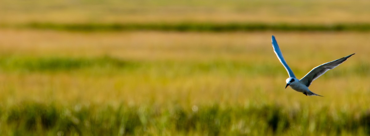 Forster's Tern - ML640213092