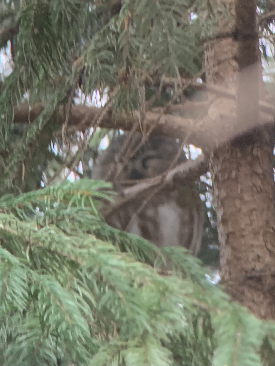 Northern Saw-whet Owl - ML640213138