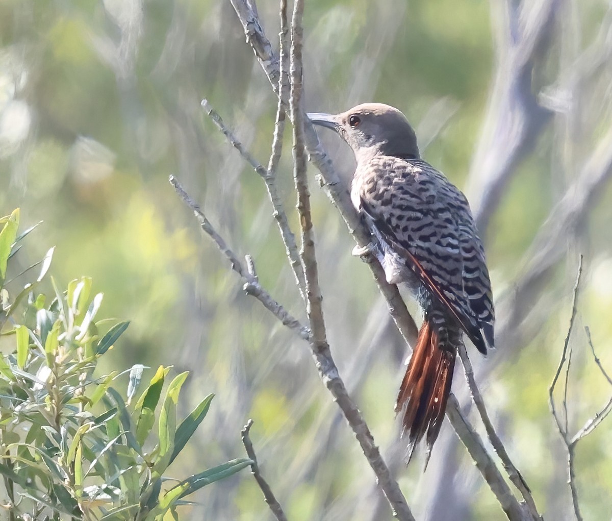 Northern Flicker - ML640213140
