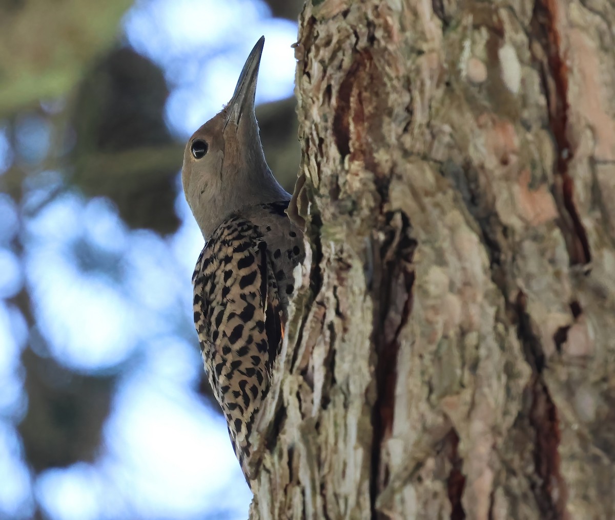 Northern Flicker - ML640213141
