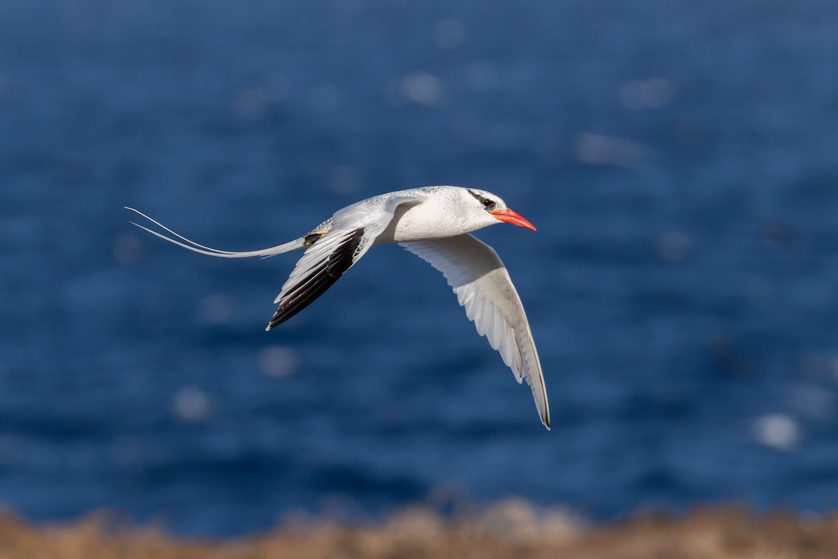 Red-billed Tropicbird - ML640213156
