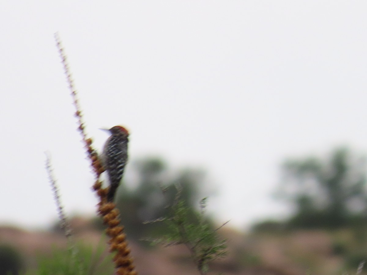 woodpecker sp. - ML640213200