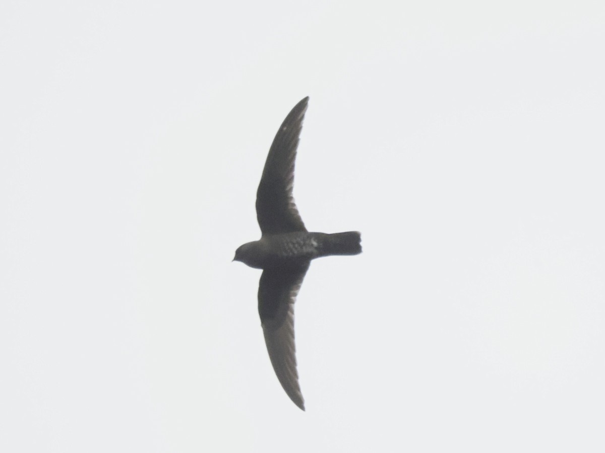 svartseiler - ML640213235