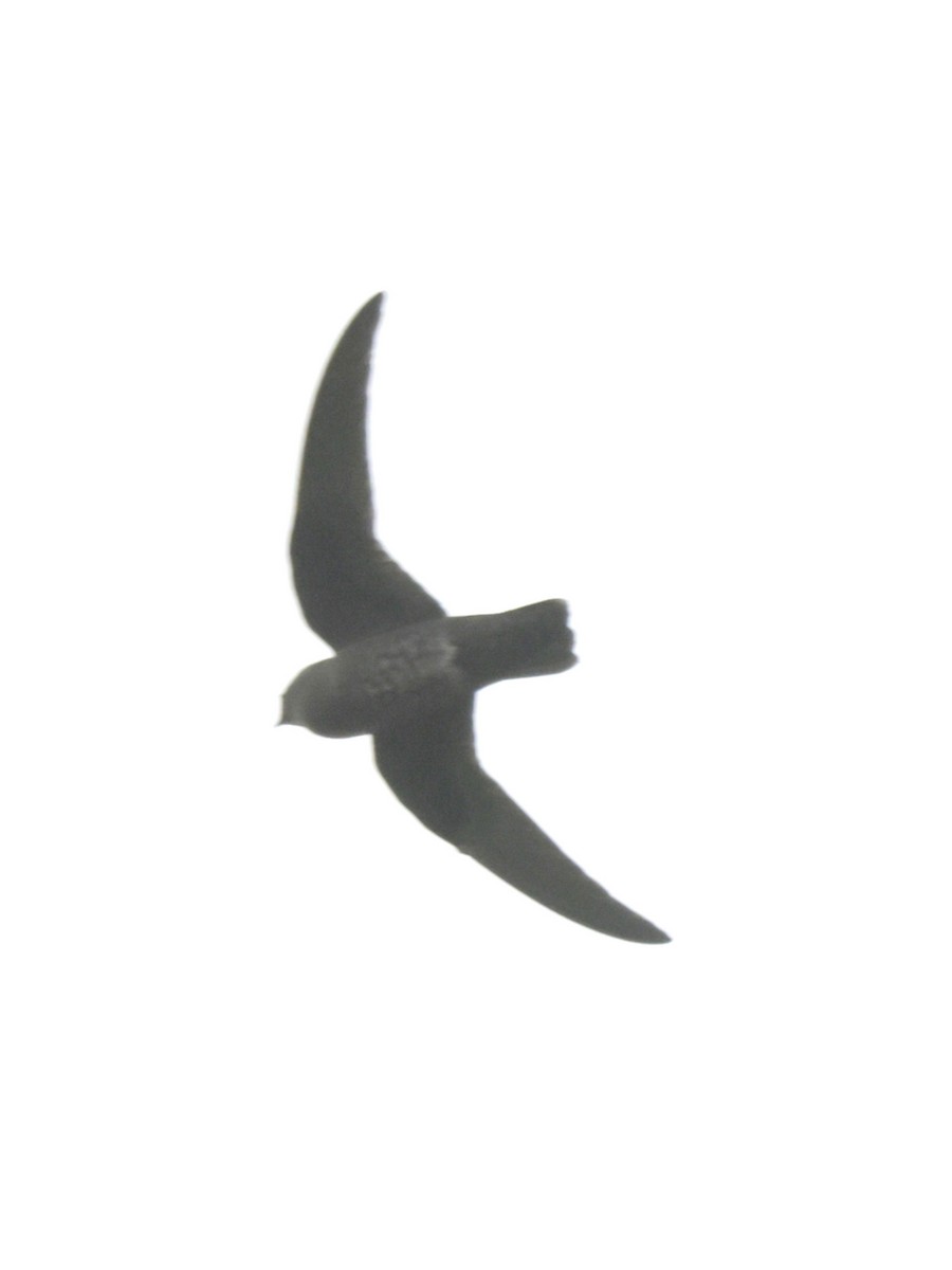 Black Swift - ML640213238