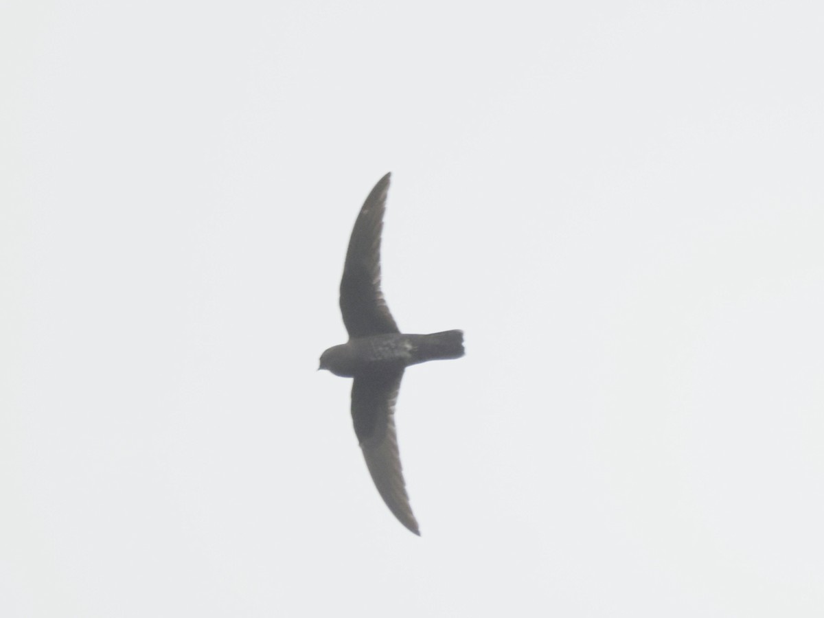 svartseiler - ML640213239