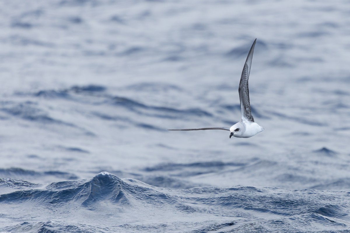 White-headed Petrel - ML640213293