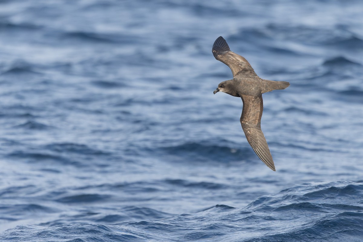 Gray-faced Petrel - ML640213302