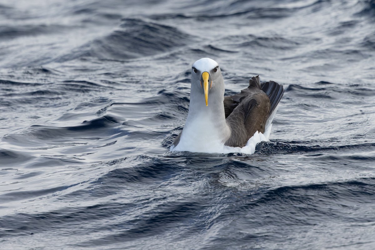 Buller Albatrosu - ML640213306