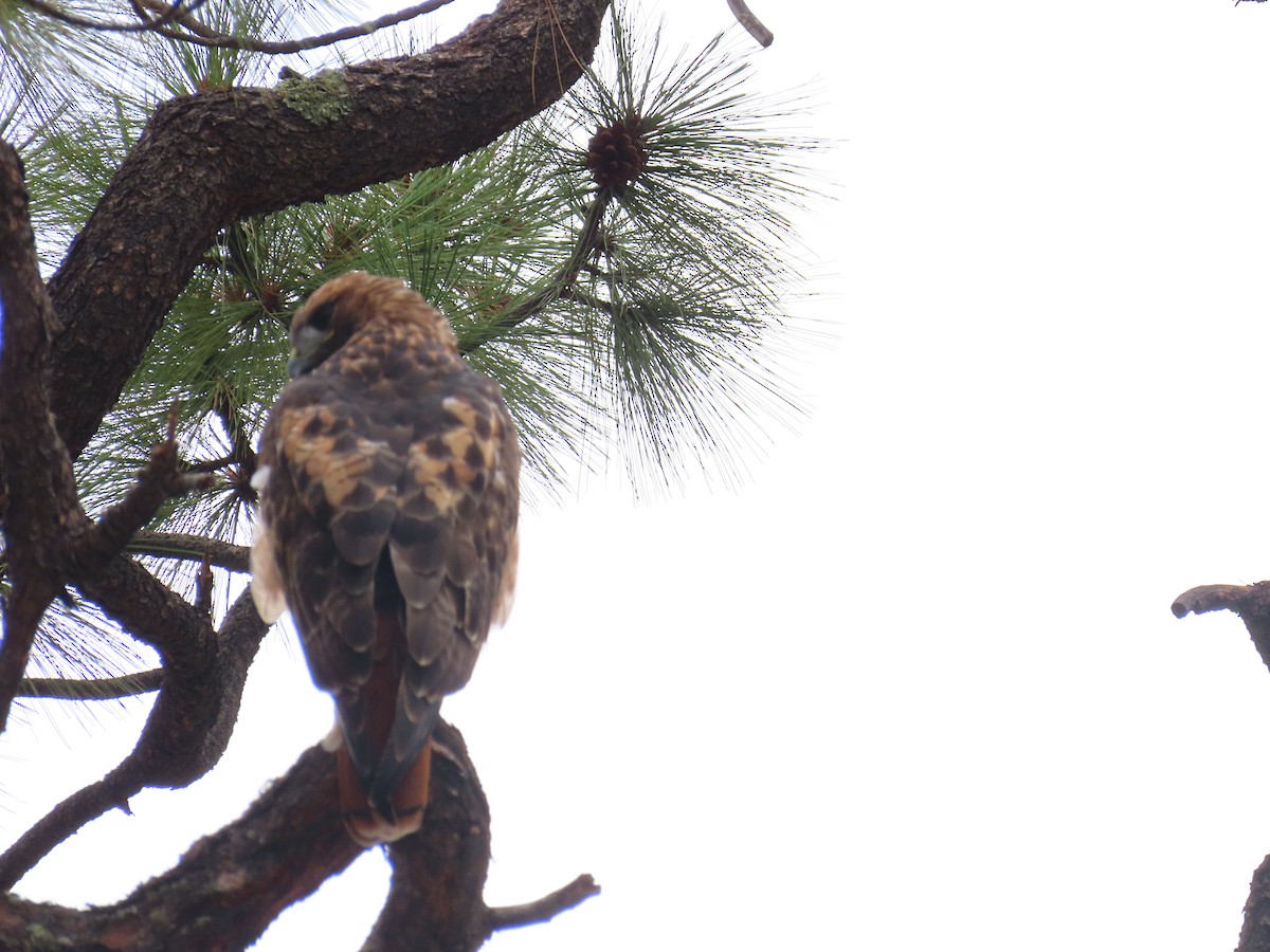 Red-tailed Hawk - ML640213386