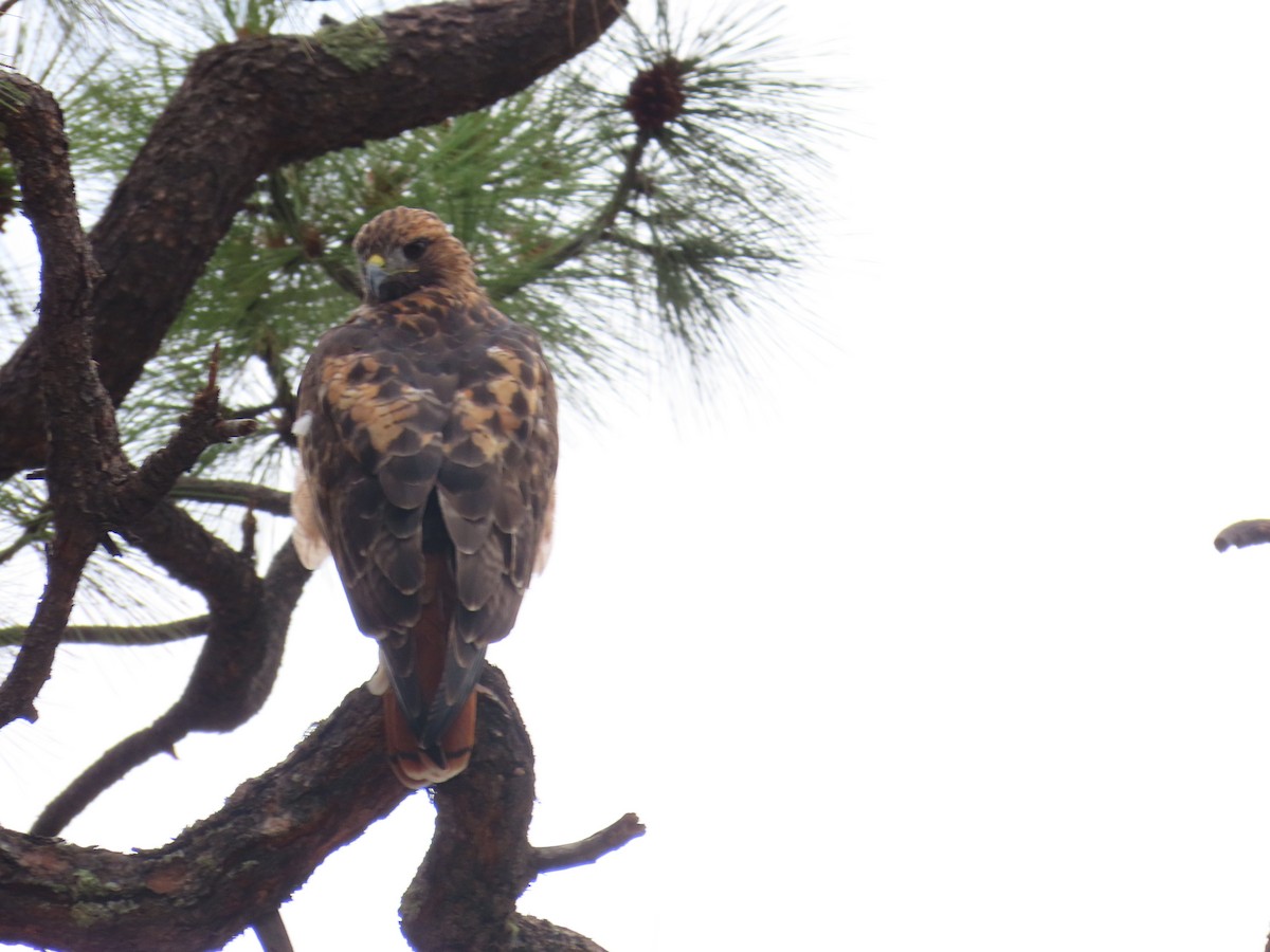 Red-tailed Hawk - ML640213387