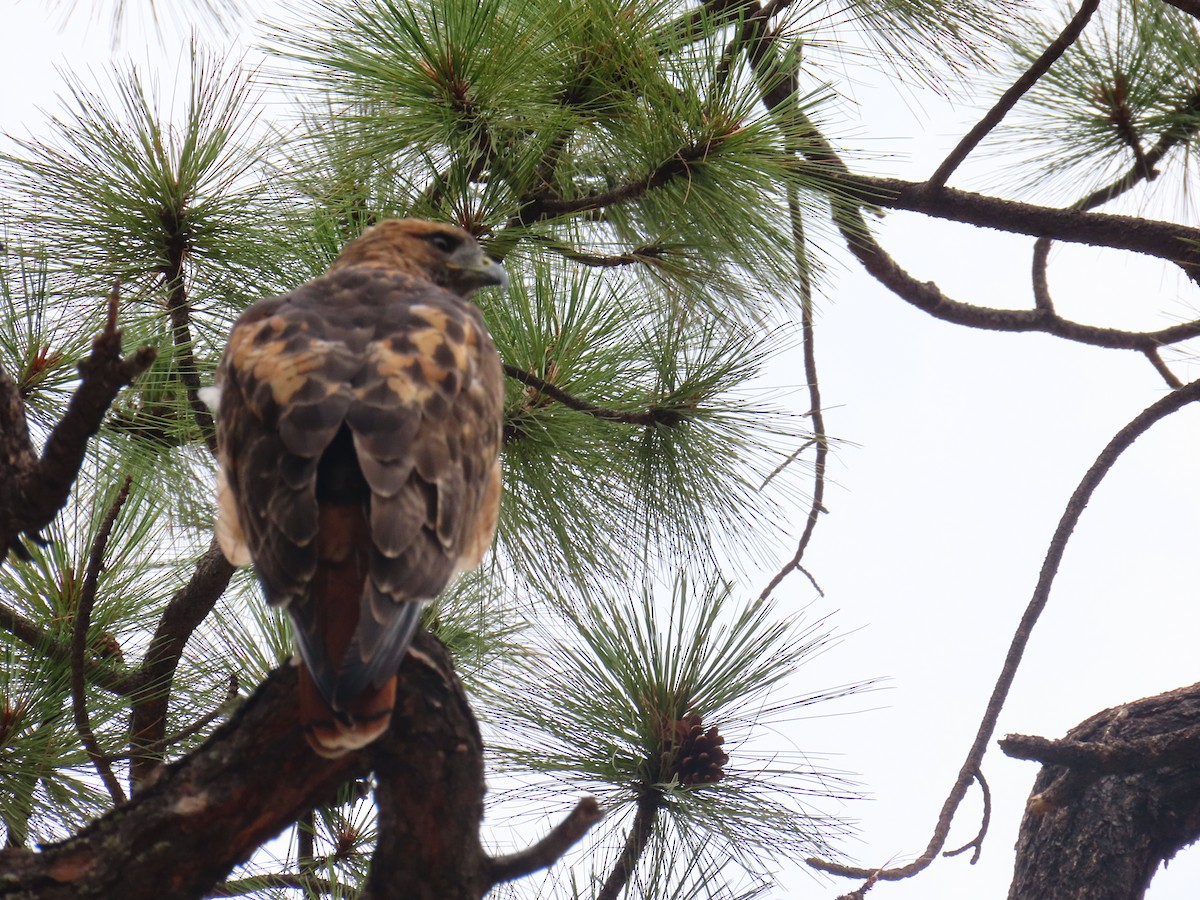 Red-tailed Hawk - ML640213388