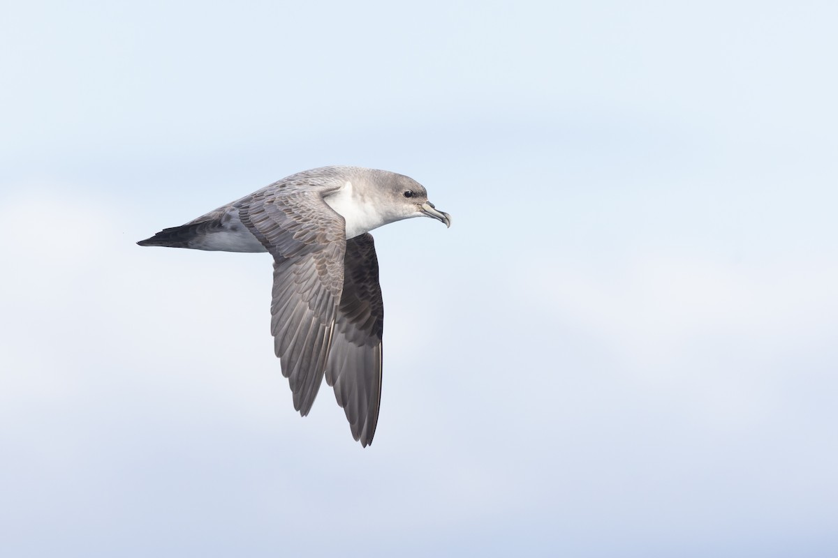 Puffin gris - ML640213408